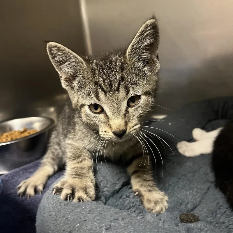 A baby small-sized male Brown / Chocolate Domestic Short Hair cat named Spaghetti for adoption in Bristol, IN