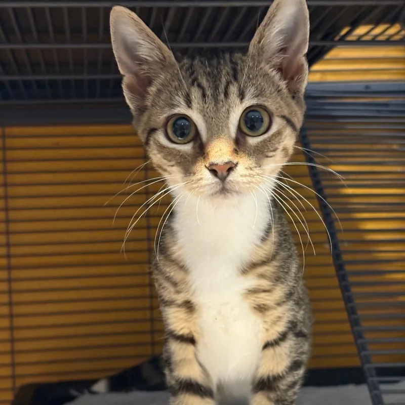 A baby small-sized male Domestic Short Hair cat named Jubilee for adoption in Chesapeake, VA