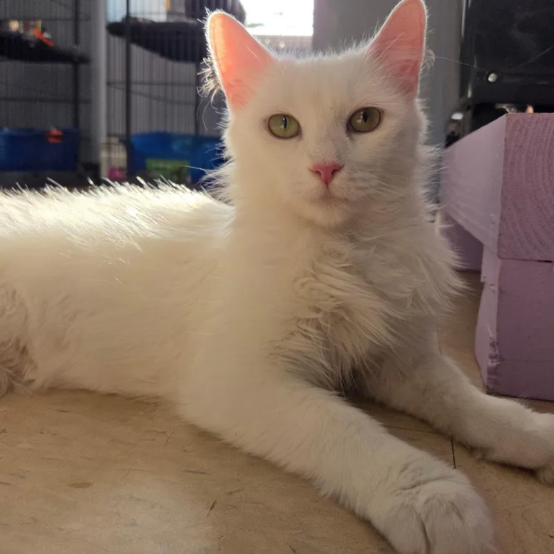 A young medium-sized female Domestic Long Hair cat named Missy Elliot for adoption in Warwick, RI