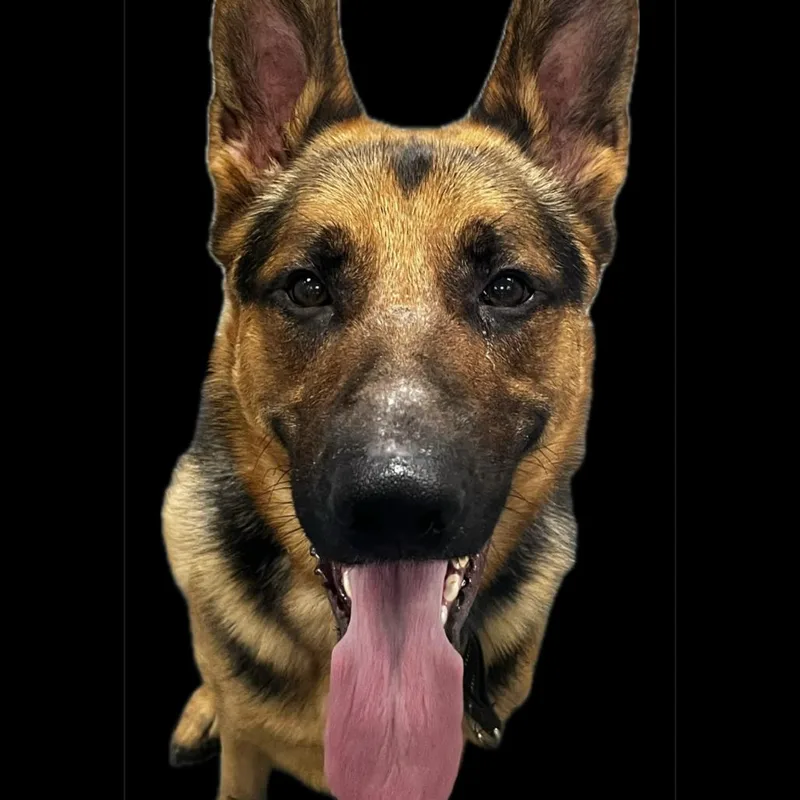 Simon