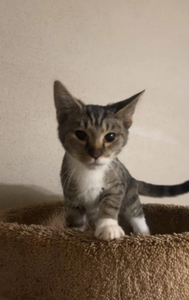 A baby medium-sized male Domestic Short Hair cat named Pocket for adoption in Northfield, OH