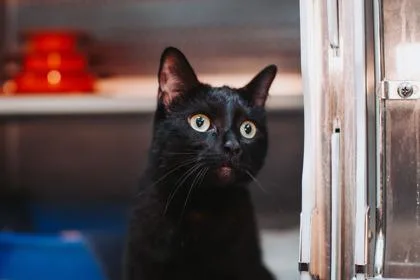 A baby small-sized male Domestic Short Hair cat named A Jagger for adoption in North Charleston, SC