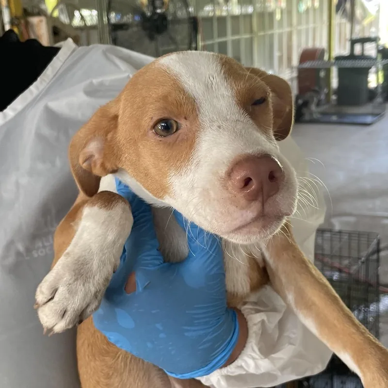 A baby small-sized male Brown / Chocolate Shepherd dog named Strawberry for adoption in Edinburg, TX