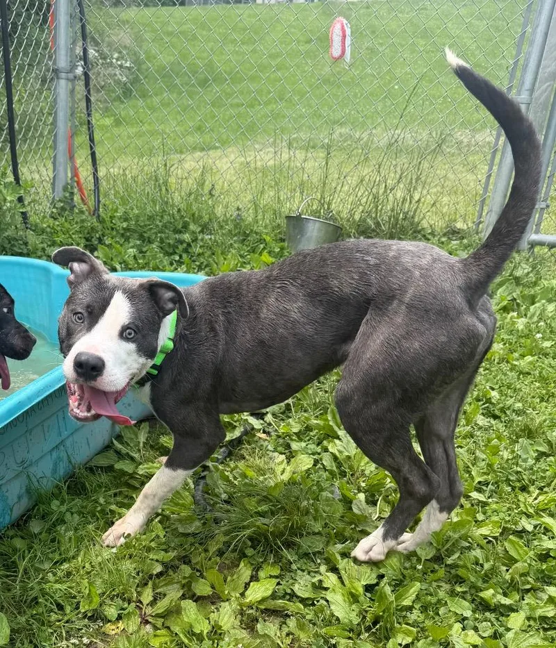 A young large-sized male Mixed Breed dog named River for adoption in Hyde Park, NY