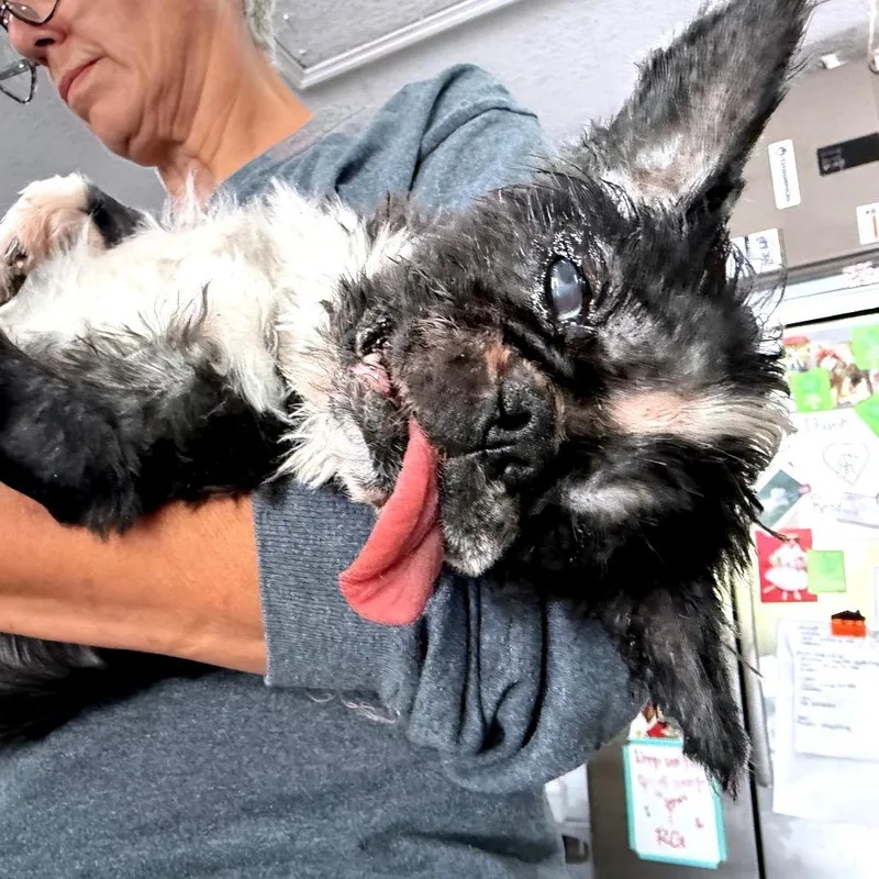 Oliver Tux thumbnail 2