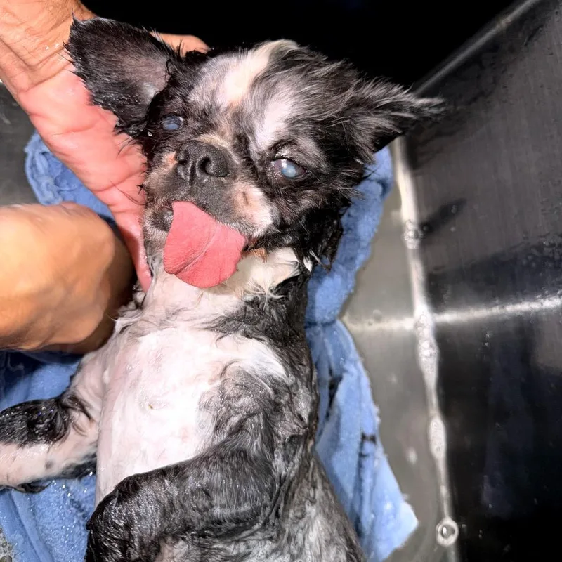 Oliver Tux thumbnail 3