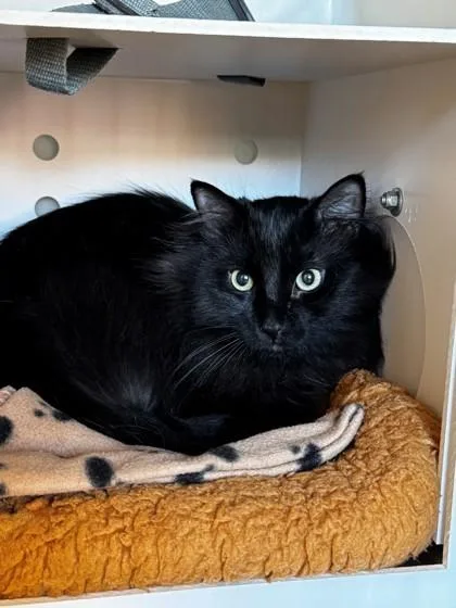 An adult large-sized male Domestic Long Hair cat named Seven for adoption in Kalispell, MT