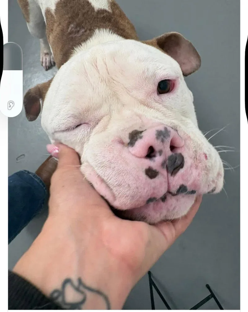 An adult large-sized male American Bulldog dog named Hank for adoption in San Diego, CA