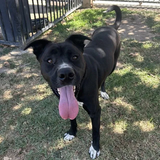 A young large-sized male Labrador Retriever dog named Ekko for adoption in Riverside, CA