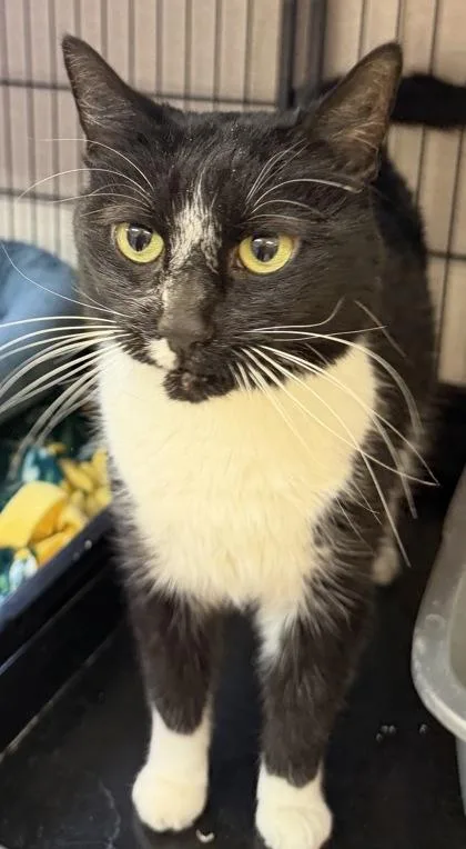 A senior medium-sized male Black & White / Tuxedo Domestic Short Hair cat named Savage for adoption in Salem, NH
