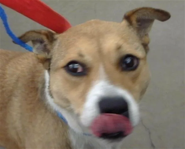 An adult large-sized female Mixed Breed dog named Shea for adoption in Dallas, TX