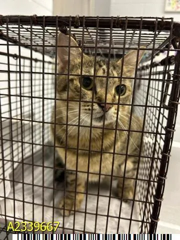 A young medium-sized female Domestic Short Hair cat named Cat Cat for adoption in West Palm Beach, FL