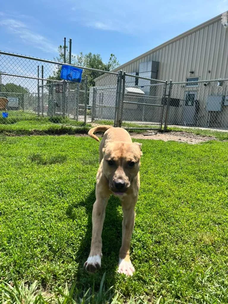 A young medium-sized male Yellow / Tan / Blond / Fawn Pit Bull Terrier dog named Nabu for adoption in Benton Harbor, MI