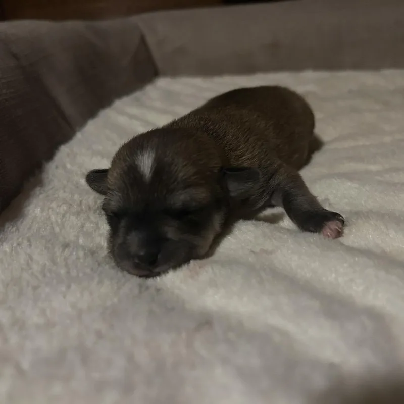 A baby small-sized male Chihuahua dog named Moe for adoption in Ferndale, WA
