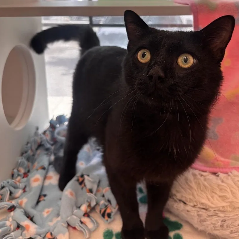 An adult large-sized male Black Domestic Short Hair cat named Bueno for adoption in Salt Lake City, UT