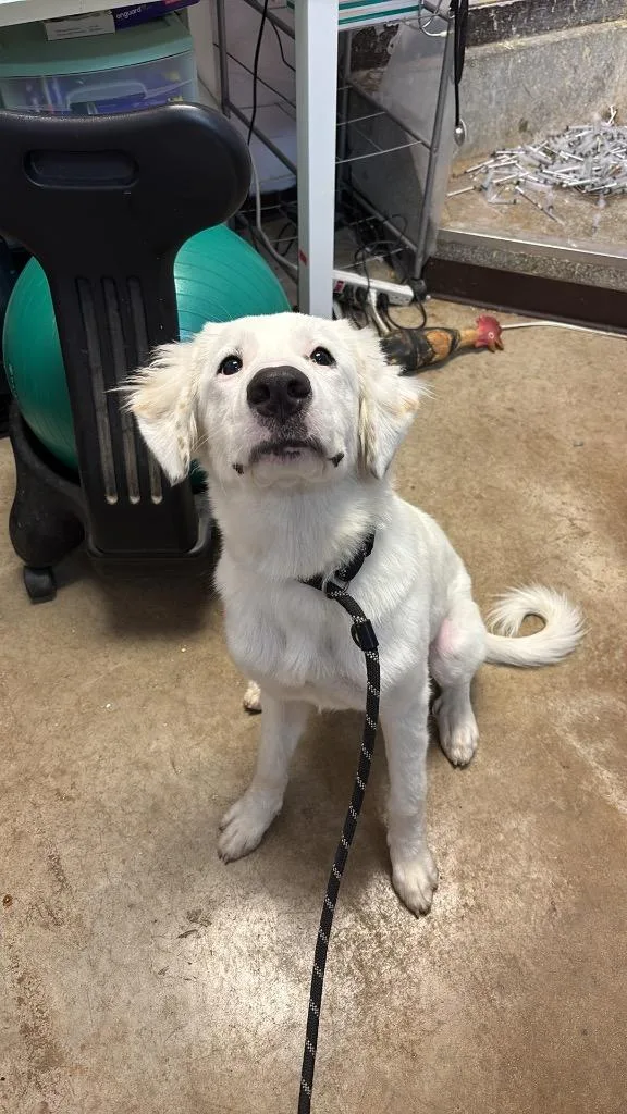 A young medium-sized female Labrador Retriever dog named Lucy for adoption in New Braunfels, TX