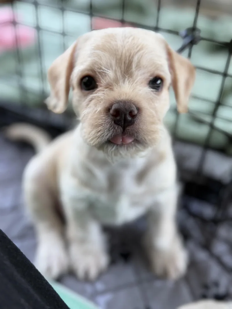 A baby small-sized male Terrier dog named Salt for adoption in Burbank, CA