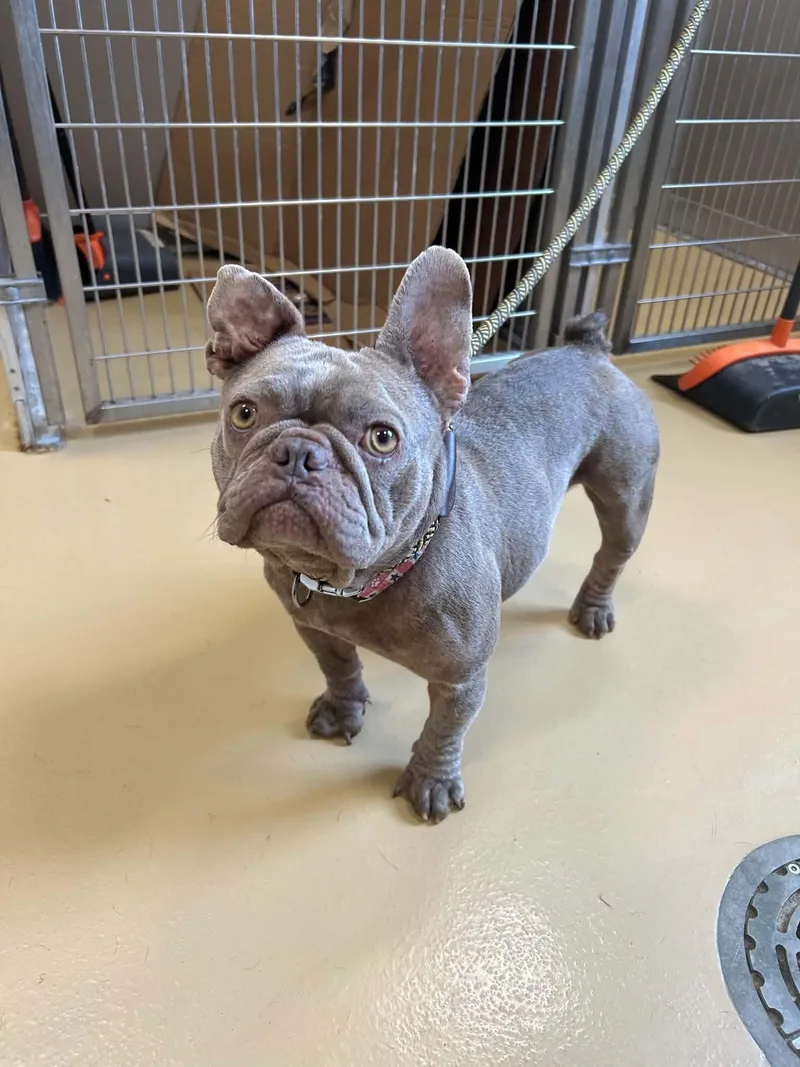An adult medium-sized female French Bulldog dog named Pearl for adoption in Van Vleck, TX