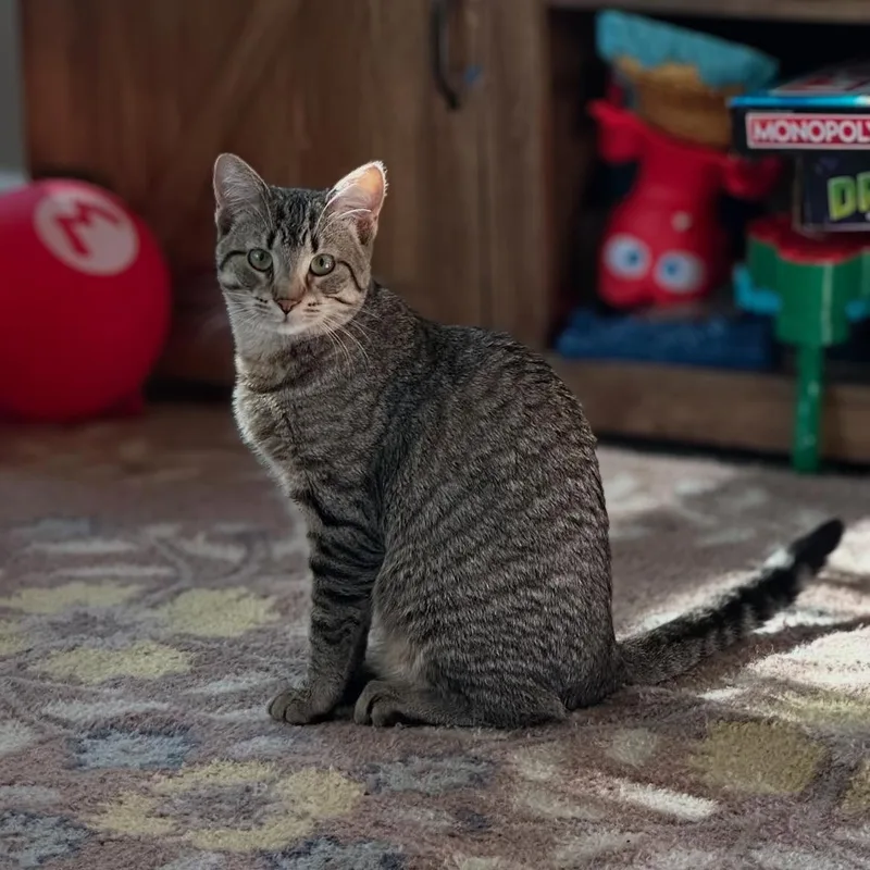 A young medium-sized female Tabby (Brown / Chocolate) Domestic Short Hair cat named Wasabi for adoption in Philadelphia, PA
