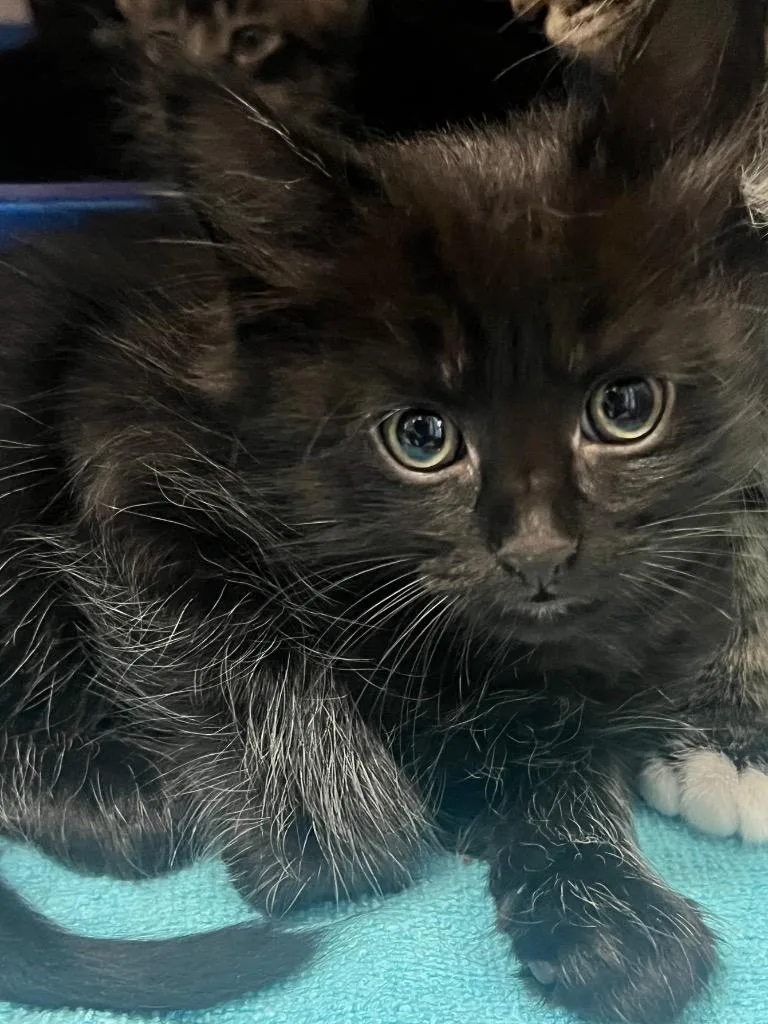 A baby small-sized female Domestic Medium Hair cat named Vaya for adoption in Cottonwood, AZ
