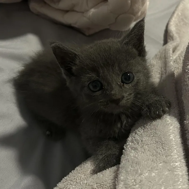 A baby small-sized female Gray / Blue / Silver Domestic Short Hair cat named Jane for adoption in Tulsa, OK
