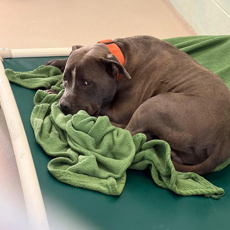A baby small-sized male Pit Bull Terrier dog named Ash for adoption in Newark, NJ