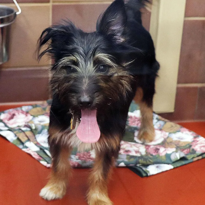 A baby small-sized female Mixed Breed dog named Margot for adoption in Port Washington, NY