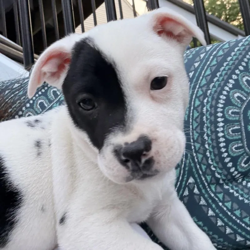 A baby small-sized male White / Cream Mixed Breed dog named Jungle Jim for adoption in Fredericksburg, VA