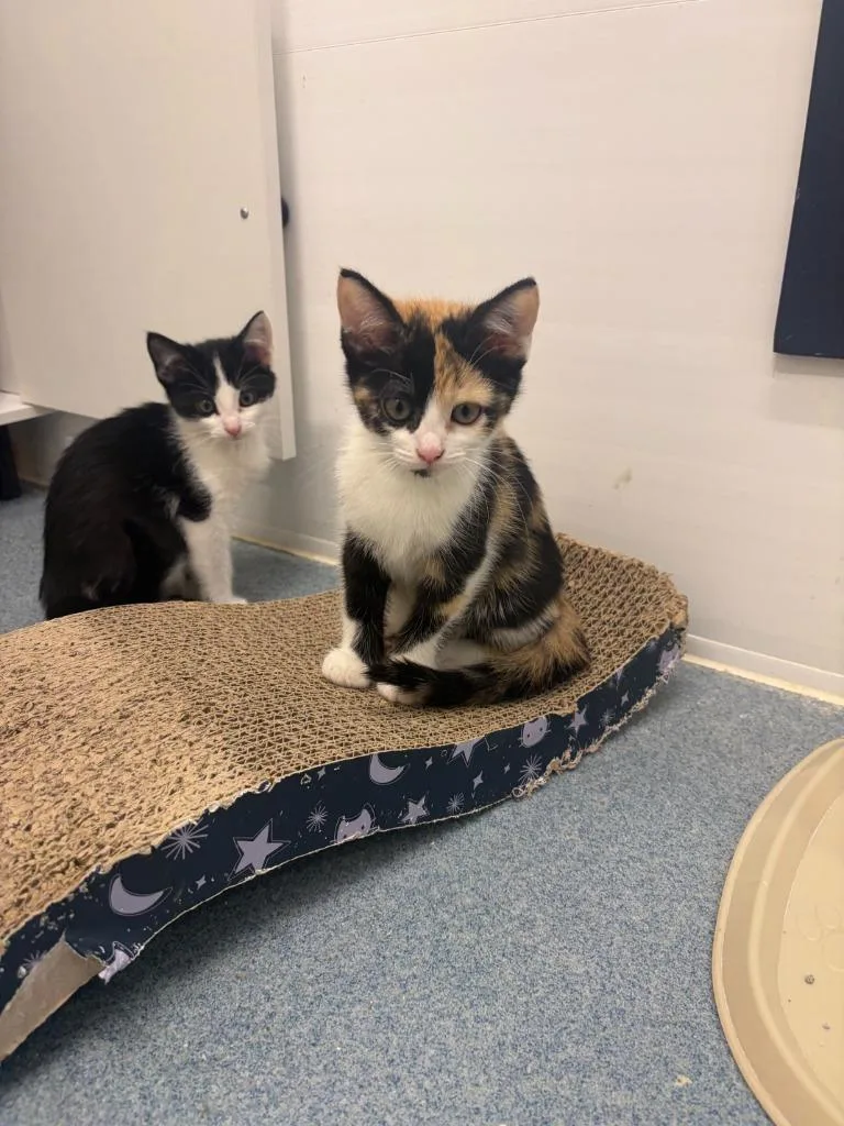 A baby medium-sized female Domestic Short Hair cat named Zoey for adoption in Portland, IN