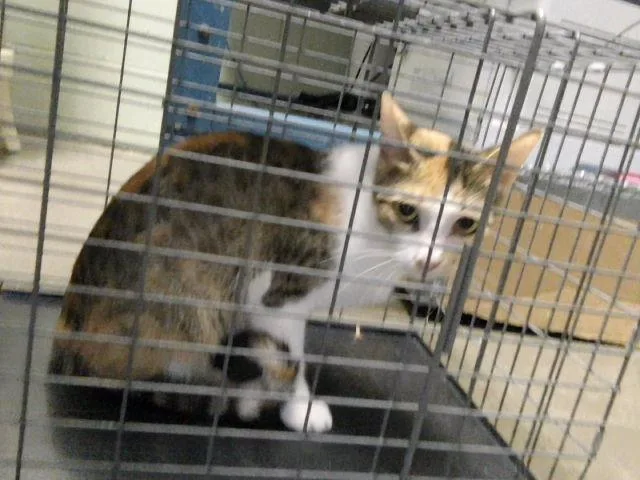 A young medium-sized female Domestic Short Hair cat named Dianna for adoption in Tulsa, OK
