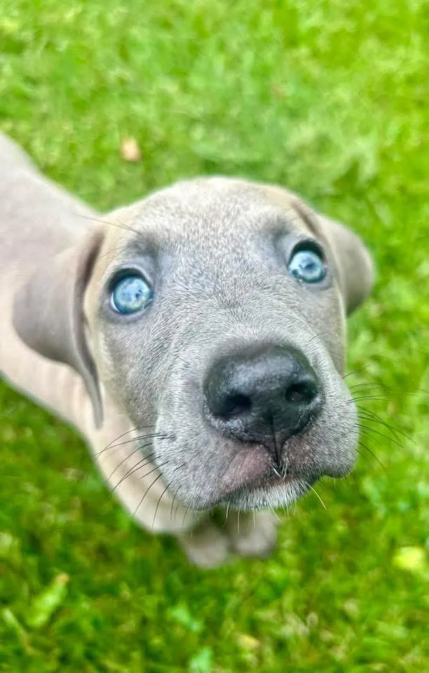 A baby medium-sized female American Staffordshire Terrier dog named Zeeva for adoption in Germantown, OH