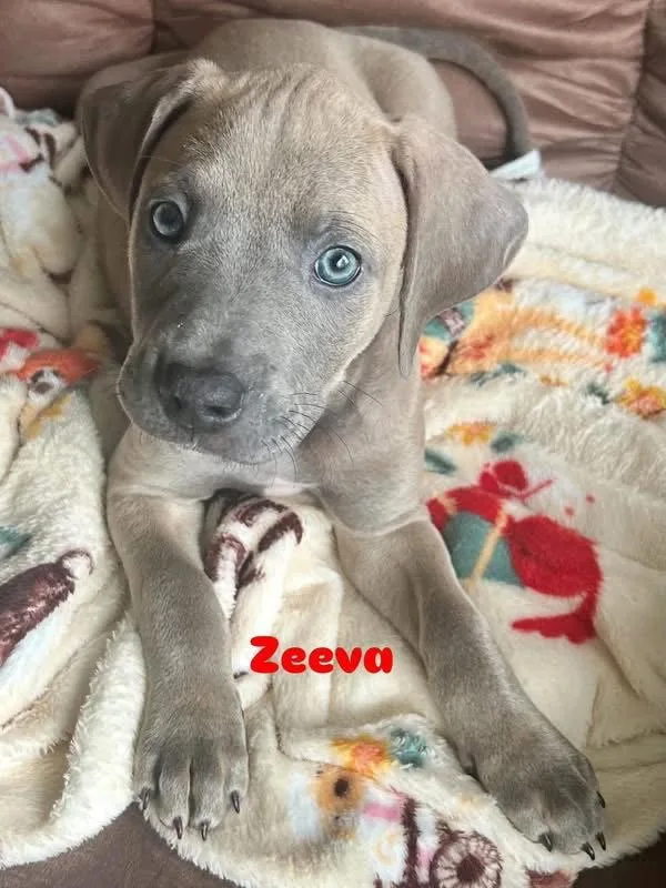 Zeeva thumbnail 2