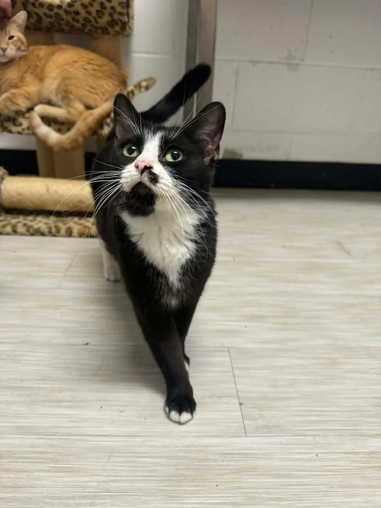 A young medium-sized female Domestic Short Hair cat named Amy Winehouse for adoption in Marion, OH