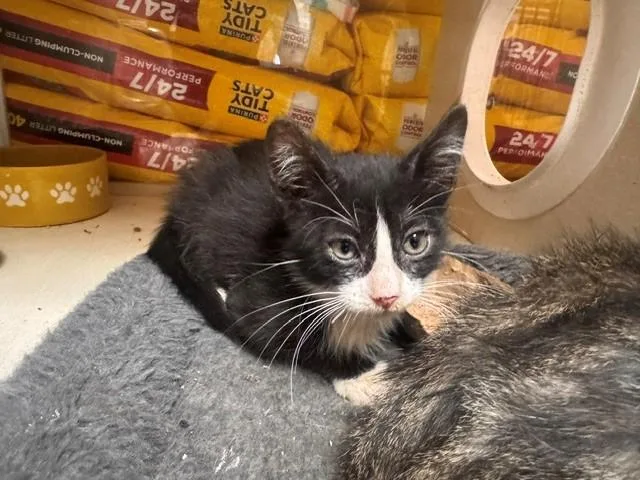 A baby small-sized male Domestic Short Hair cat named Cramer for adoption in Fairfield, CA