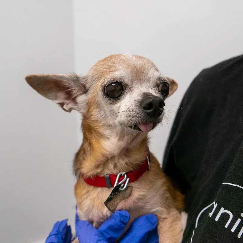 A senior small-sized female Brown / Chocolate Chihuahua dog named Wiggly Diggly for adoption in New York, NY