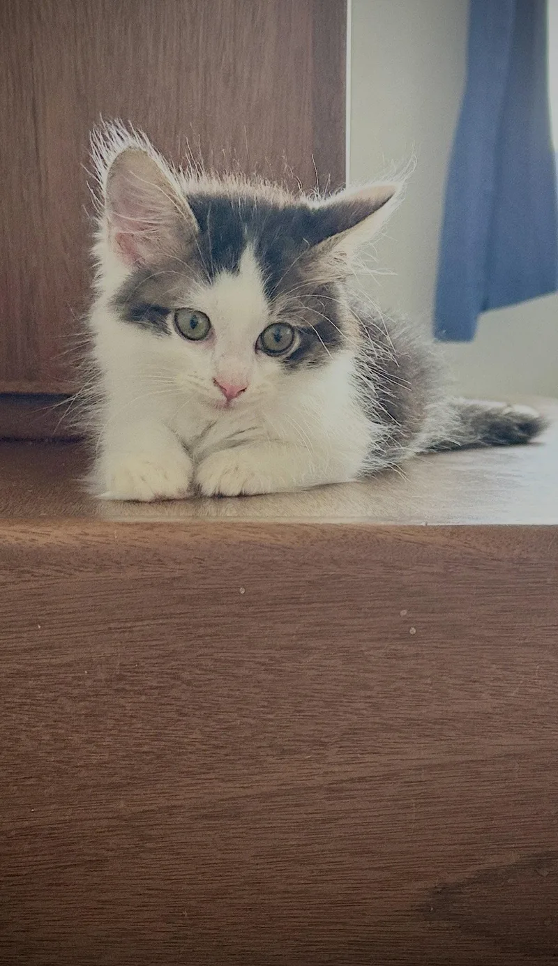 Pistachio