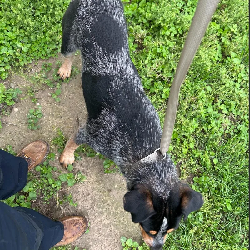 An adult medium-sized male Gray / Blue / Silver Australian Cattle Dog / Blue Heeler dog named Tucker for adoption in Austin, TX