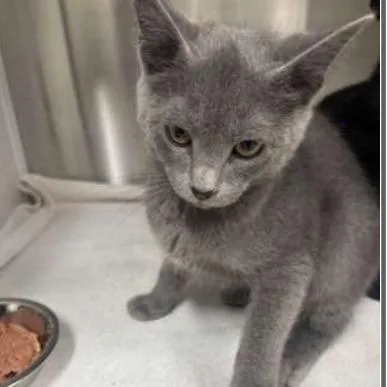 A baby small-sized male Gray / Blue / Silver Domestic Short Hair cat named Isa for adoption in New York, NY