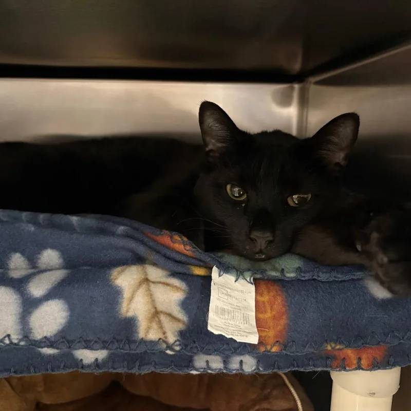 An adult large-sized male Black Domestic Short Hair cat named Bisquick for adoption in Mentor, OH