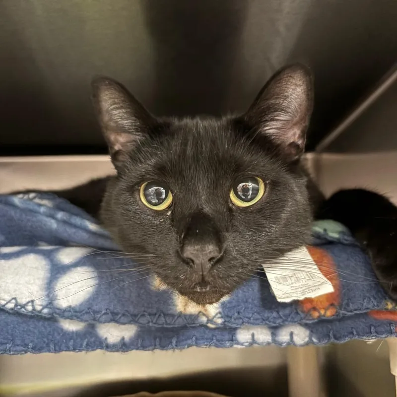 Bisquick thumbnail 2