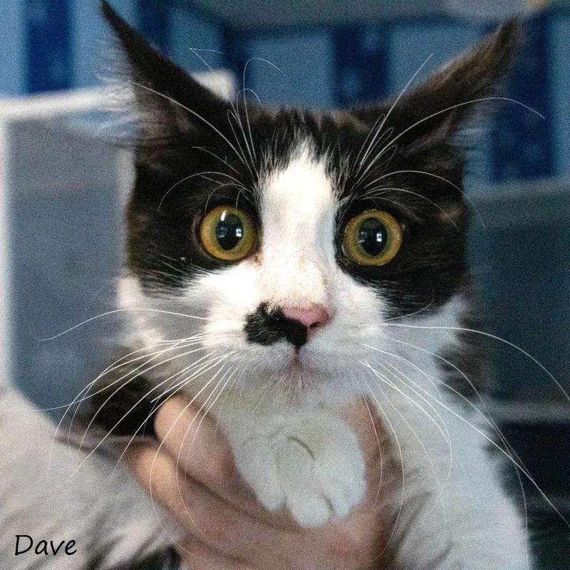 A young small-sized male Domestic Medium Hair cat named Dave for adoption in Yucaipa, CA