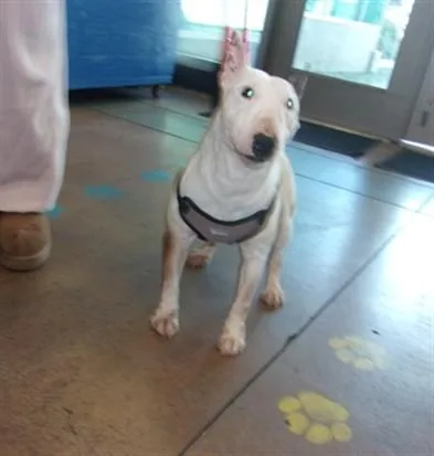 An adult small-sized female Bull Terrier dog named Little Girl for adoption in Van Nuys, CA