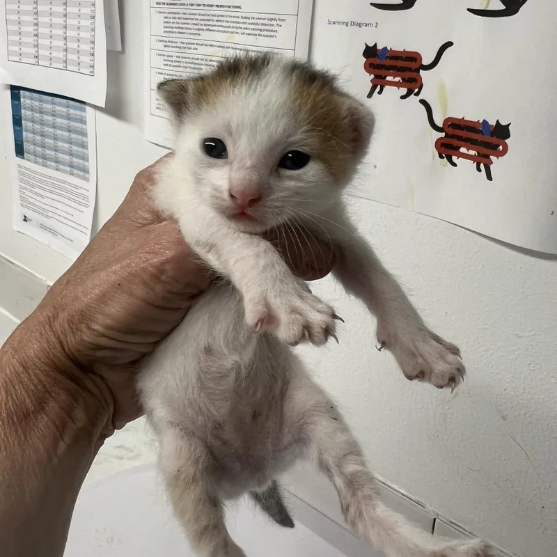 A baby small-sized female White Domestic Short Hair cat named Coco Truffle for adoption in St. Louis, MO