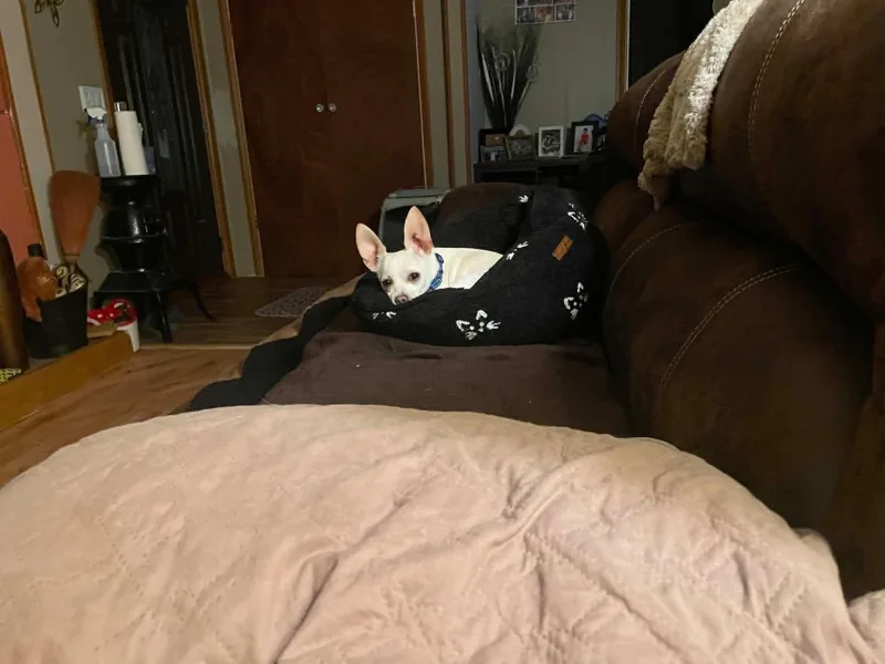 Cruella thumbnail 3