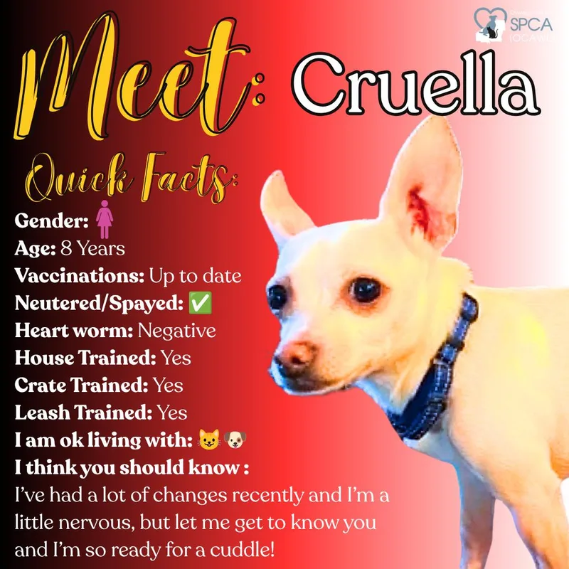 Cruella thumbnail 4