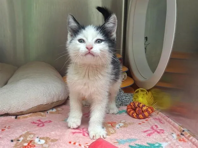 A baby small-sized male Domestic Short Hair cat named Hot Fuzz for adoption in Phoenix, AZ
