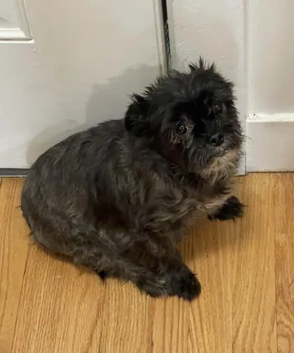 Teddy