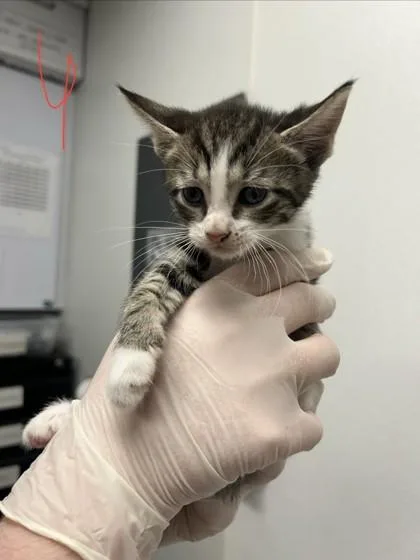 A baby small-sized female Domestic Short Hair cat named Sara for adoption in West Chester, PA