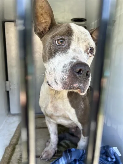 An adult large-sized male Staffordshire Bull Terrier dog named Bruce for adoption in Brunswick, GA