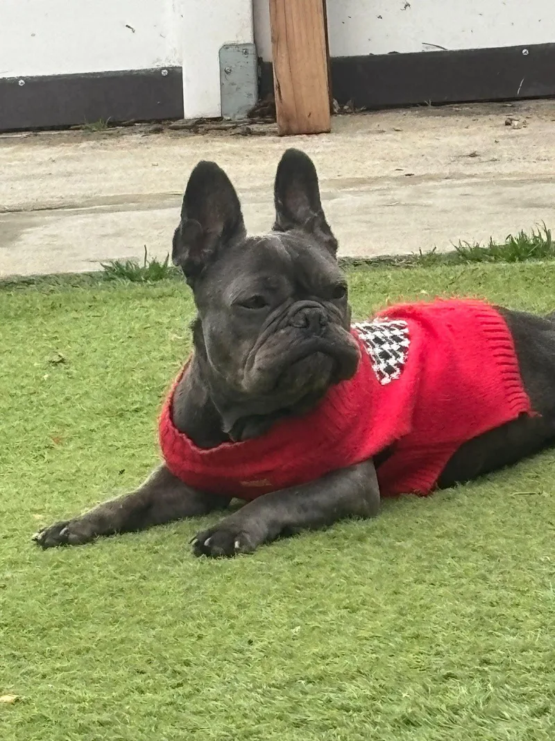 Sunshine thumbnail 3